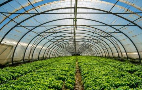 bat365在线官网登录农药残留检测仪走进寿光市蔬菜基地